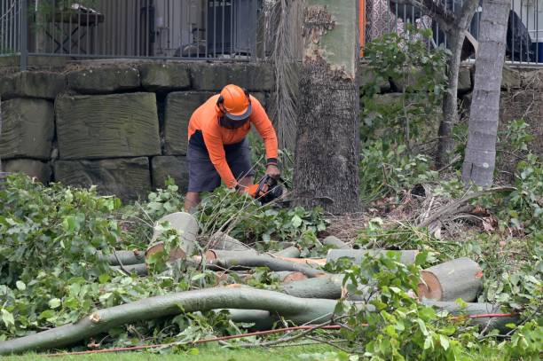 How Our Tree Care Process Works  in  Lowell, NC